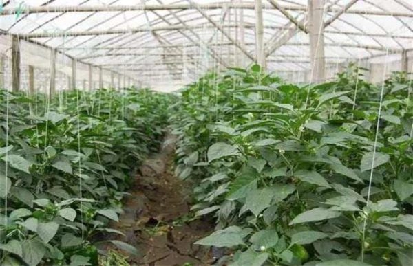 大棚辣椒徒长怎么办？