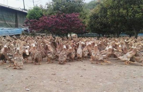 养500只鸭子利润多少？