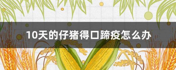 10天的仔猪得口蹄疫怎么办？