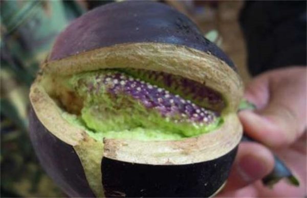 茄子裂果是怎么回事