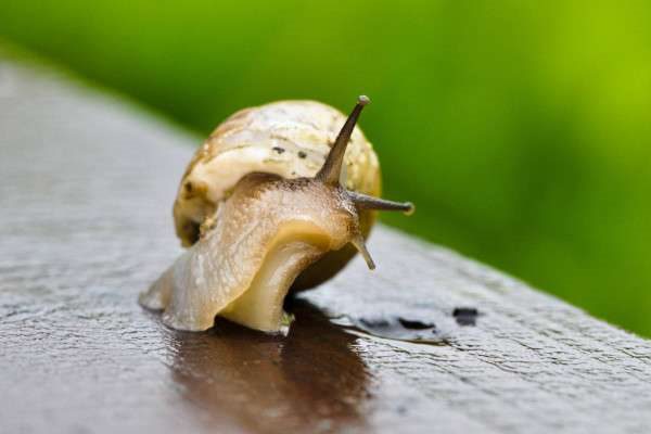 蜗牛怎么养才不会死