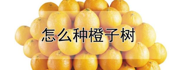 怎么种橙子树