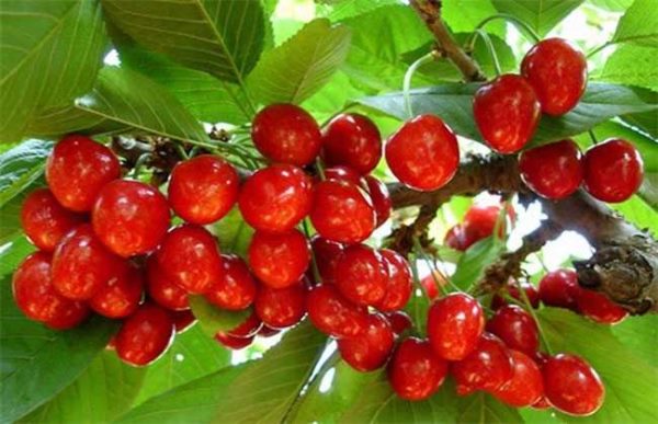 樱桃的采收与保存多久？