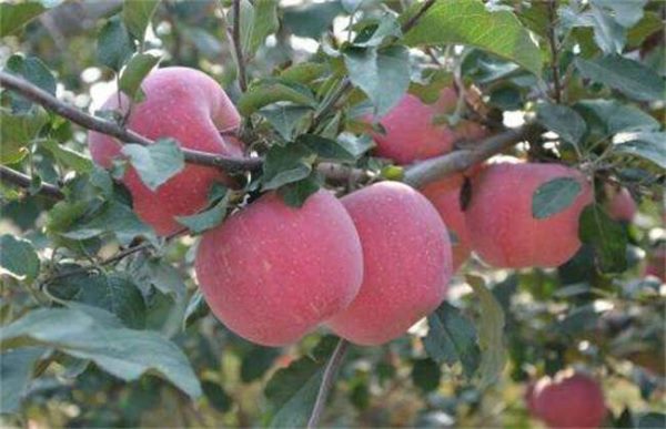 苹果树大小年怎么办？