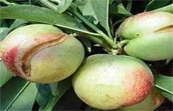 李子裂果怎么办？