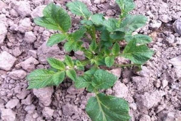 土豆苗要打枝摘心吗