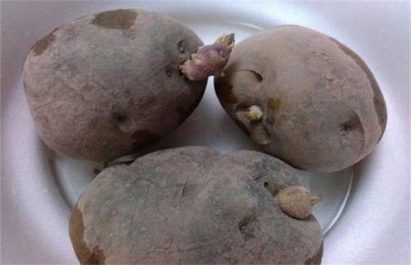 土豆播种后腐烂原因？