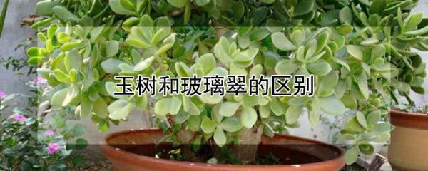 玉树和玻璃翠的区别