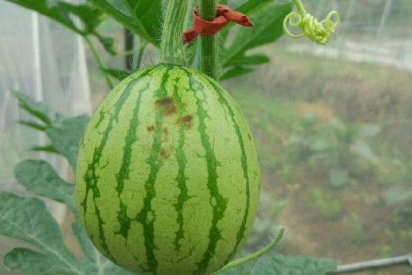 西瓜结果要不要剪藤