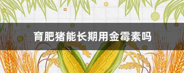 育肥猪能长期用金霉素吗？