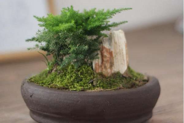 云竹和文竹的区别？