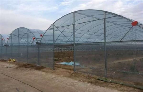大棚更茬换季注意什么？