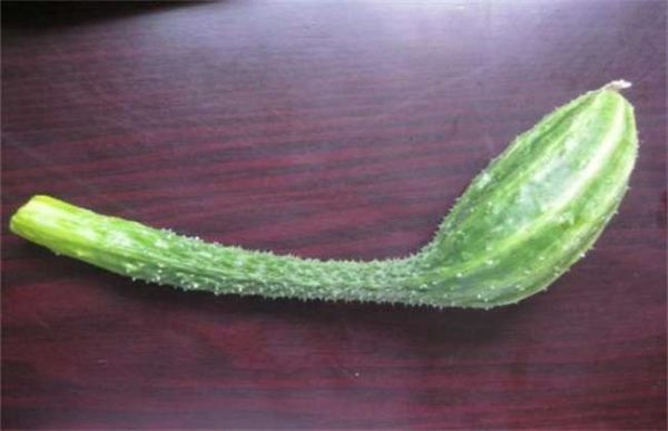 黄瓜出现大肚果怎么办？