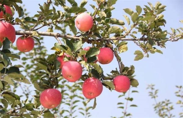 雪后苹果园如何管理