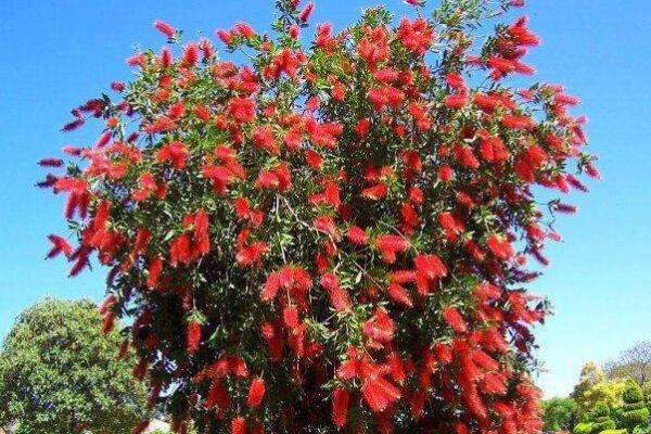 红千层怎么不开花