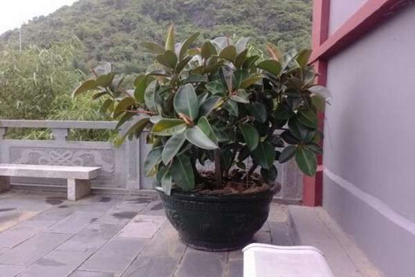 皮树又叫什么树