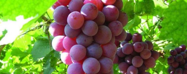 葡萄膨大期施肥诀窍