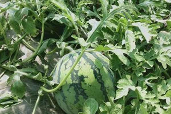 西瓜秧怎么修剪结瓜多