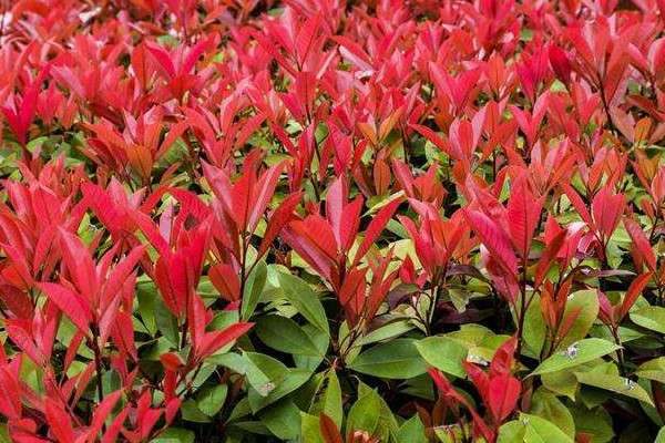 北方既耐寒又名贵树种