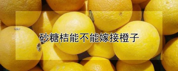 砂糖桔能不能嫁接橙子