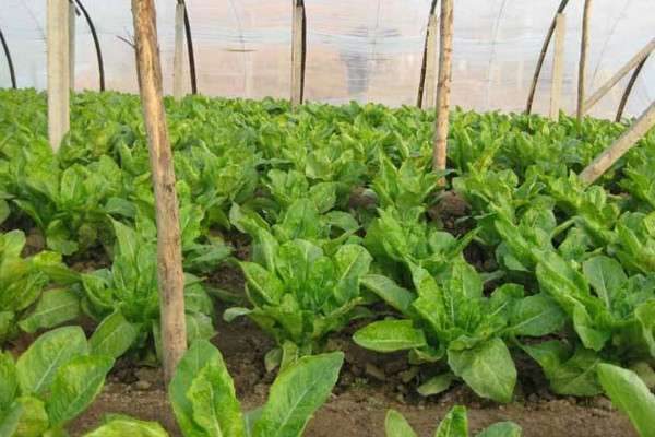 莴笋什么时候成熟