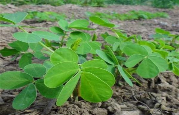 如何提高决明子的产量