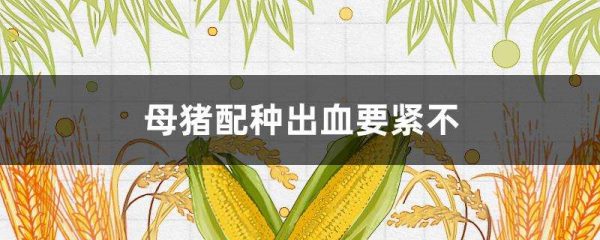 母猪配种出血要紧不