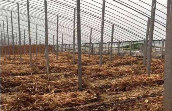 大棚更茬换季注意什么？