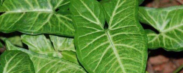 合果芋的功效与作用