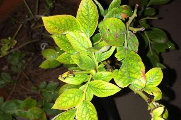 蓝莓叶子发黄是什么原因