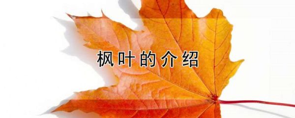 枫叶的介绍