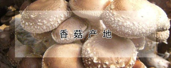 香菇产地