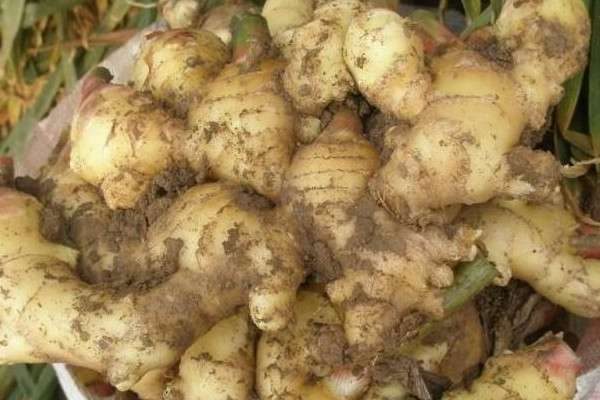 姜的种植方法和时间