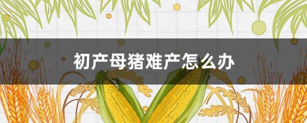 初产母猪难产怎么办？