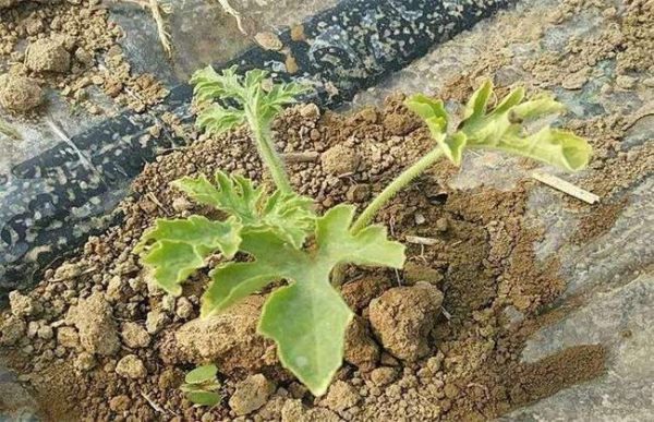 西瓜僵苗怎么办？