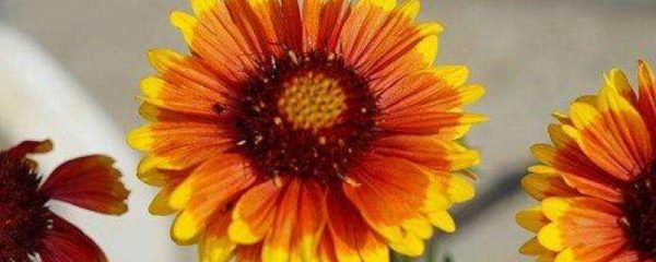 孔雀菊与万寿菊区别