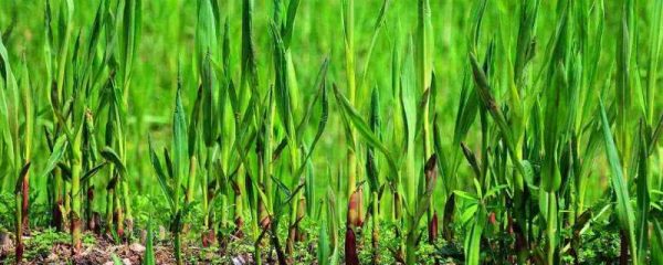 芦笋什么地方都可以种吗