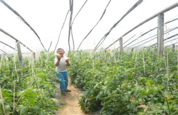 大棚西红柿产量低是什么原因？