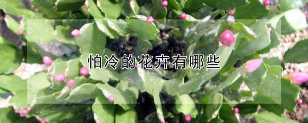 怕冷的花卉有哪些