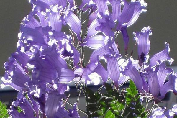 蓝花楹几月开花