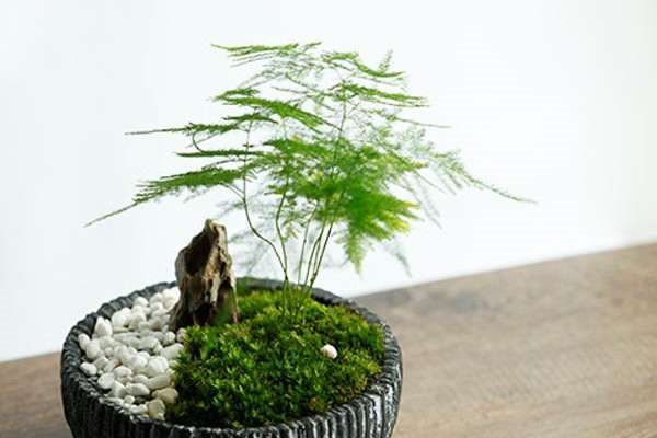 云竹和文竹的区别？