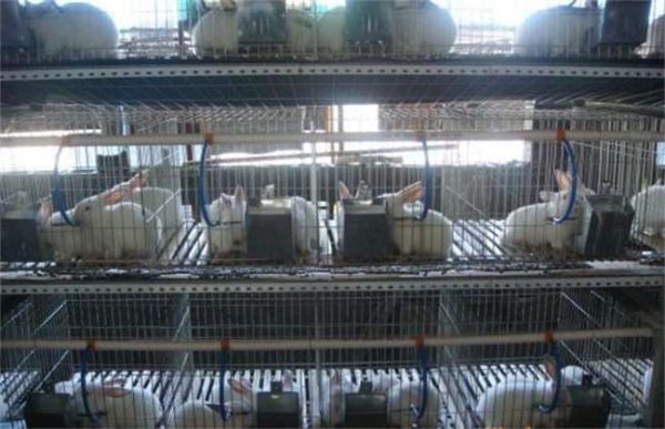 养100只兔子一年能赚多少钱