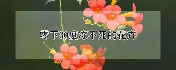 零下30度冻不死的花卉