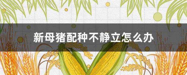 新母猪配种不静立怎么办？