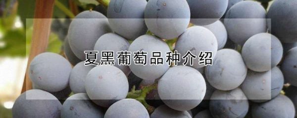 夏黑葡萄品种介绍