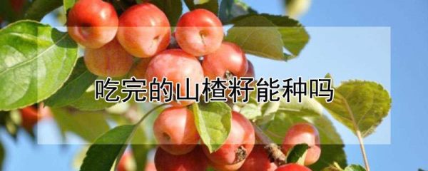 吃完的山楂籽能种吗
