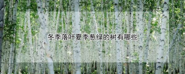 冬季落叶夏季葱绿的树有哪些
