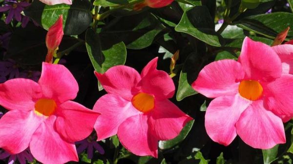 红蝉花和飘香藤的差别