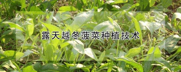 露天越冬菠菜种植技术
