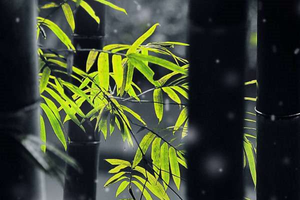 竹子的寓意是什么？